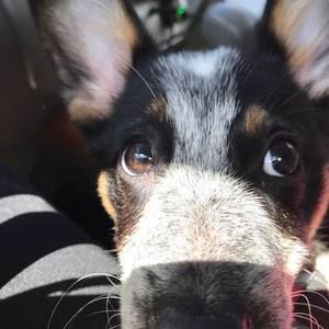 Meet your Posher, Kelley